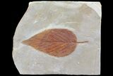 Detailed Fossil Leaf (Viburnum) - Montana #80790-1